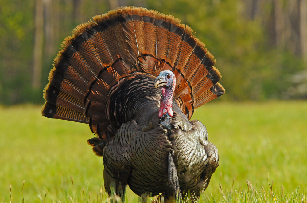 Great Smoky Mountains National Park