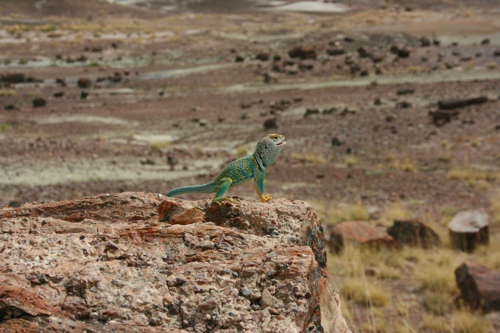 Petrified Forest National Park