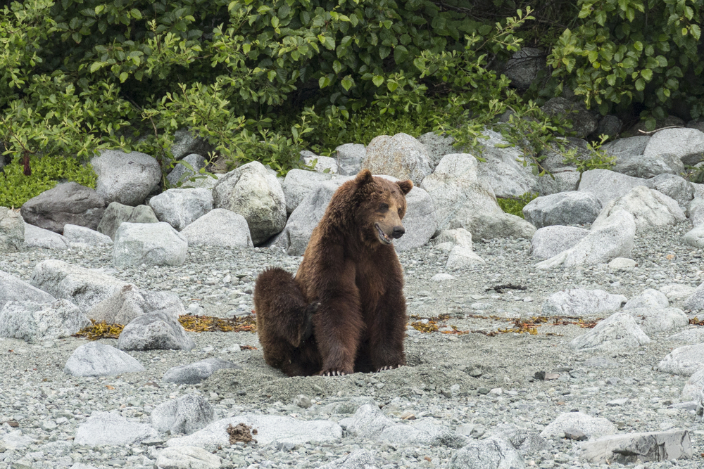 Glacier Bay National Park