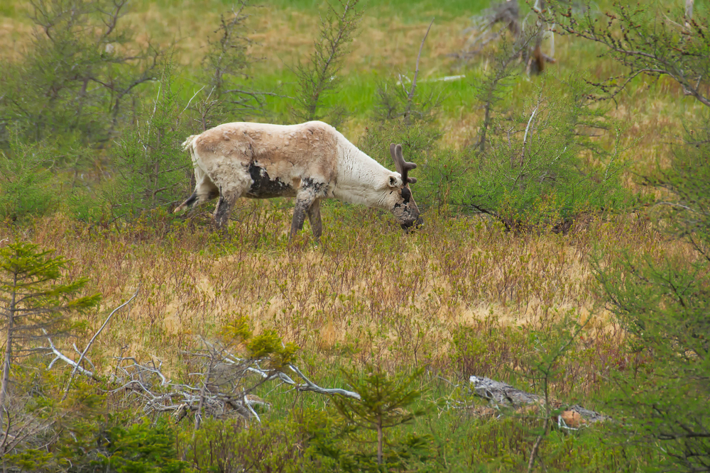 Gros Morne National Park