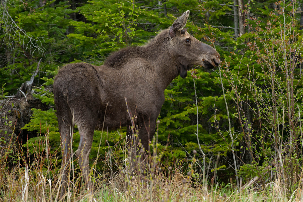 Gros Morne National Park