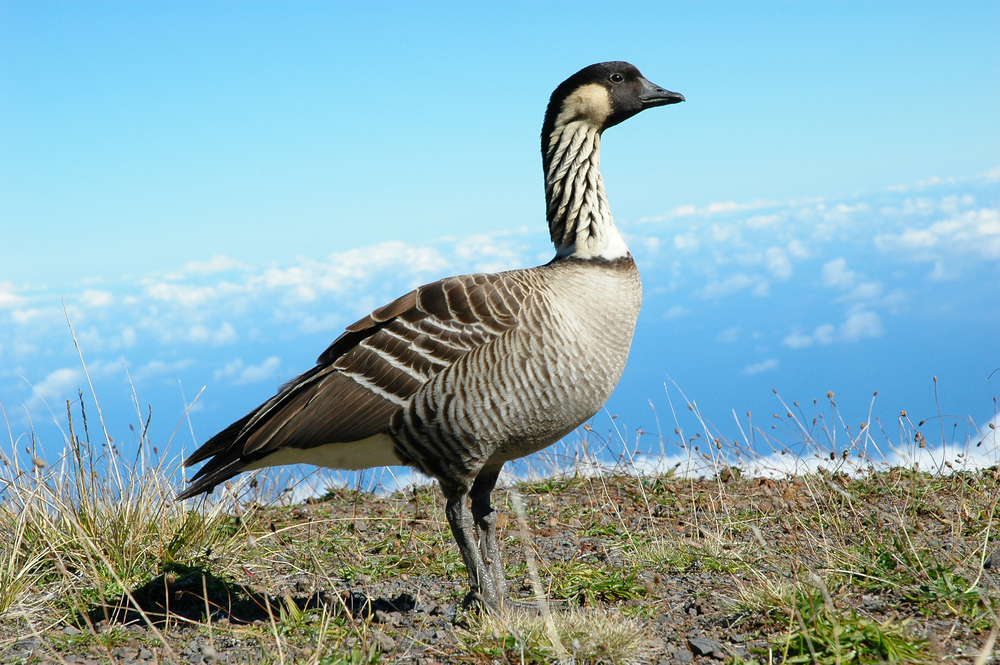 Haleakala National Park