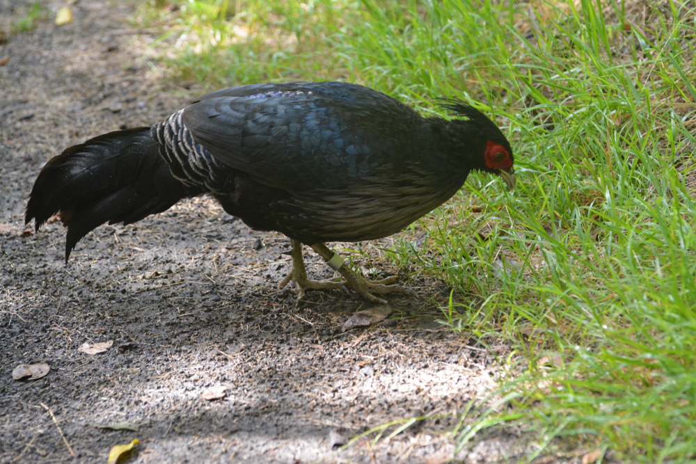 Hawai’i Volcanoes National Park