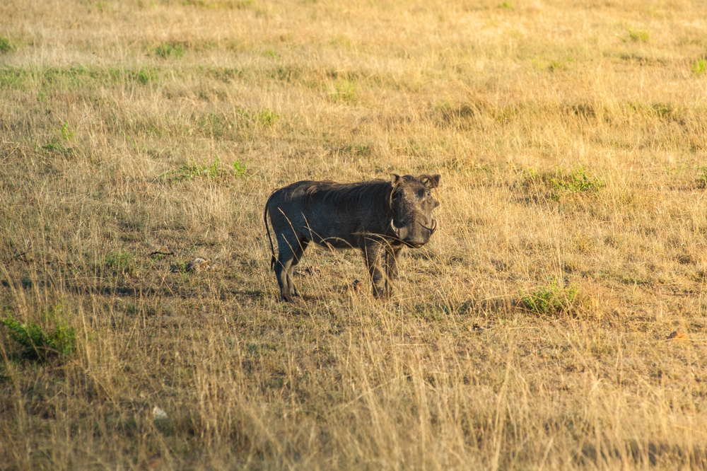 Hell’s Gate National Park