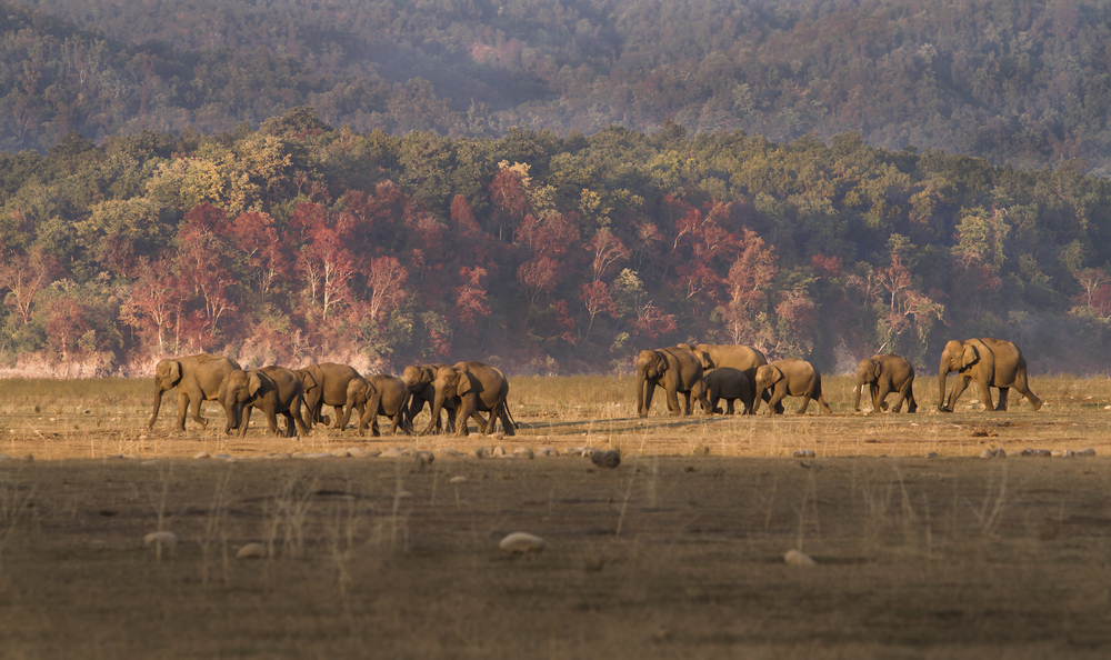 Jim Corbett National Park