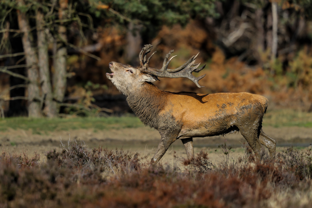 Hoge Veluwe National Park