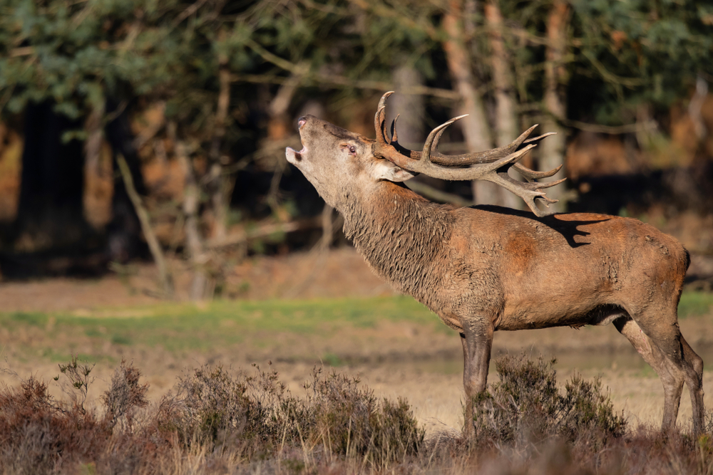 Hoge Veluwe National Park