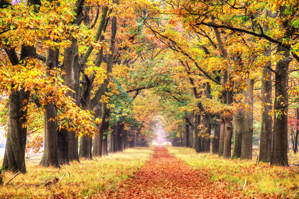 Hoge Veluwe National Park