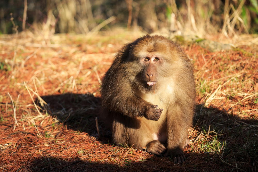 Huangshan National Park