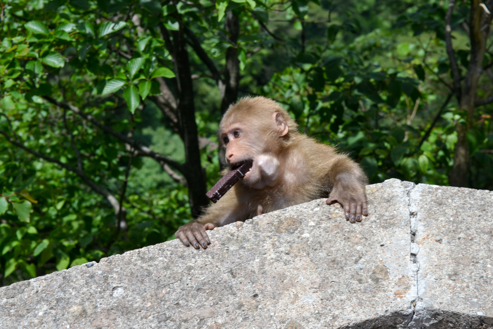Huangshan National Park