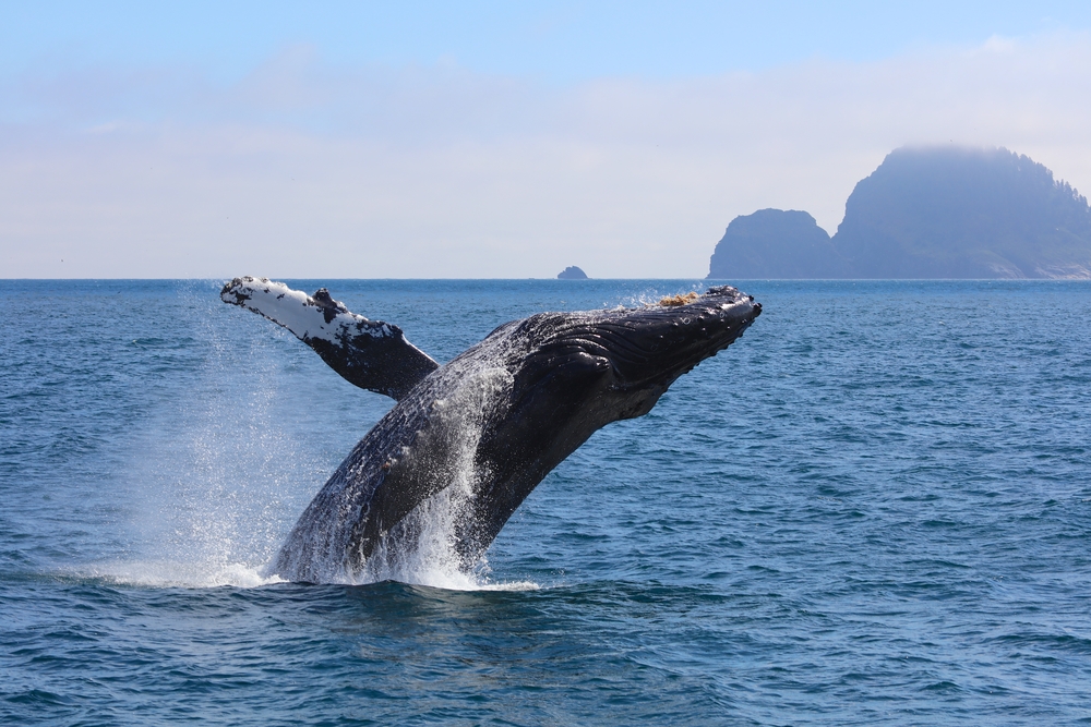 Kenai Fjords National Park