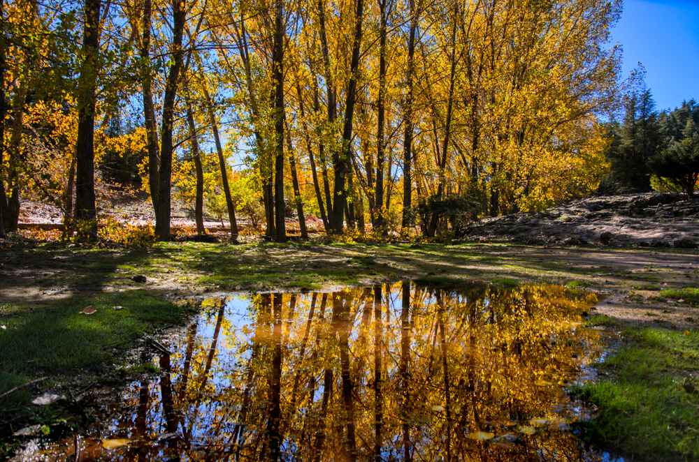Ifrane National Park