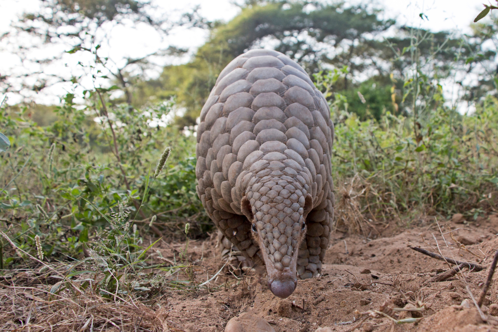 Gir Forest National Park