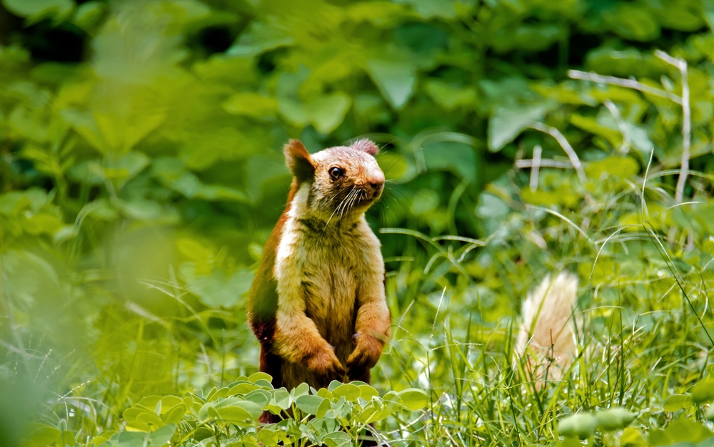 Bandipur National Park