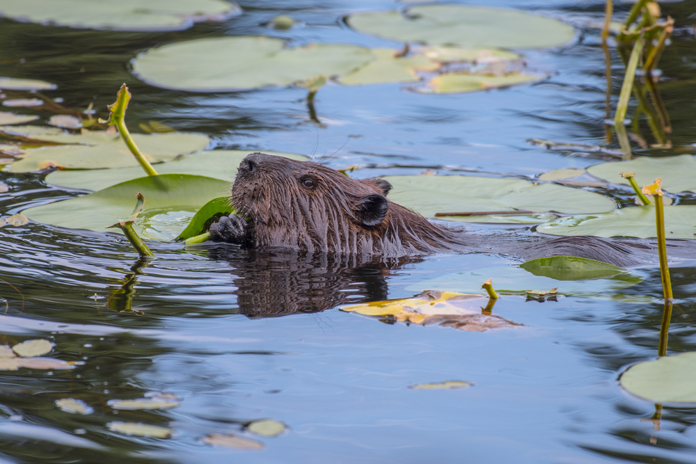 Isle Royale National Park