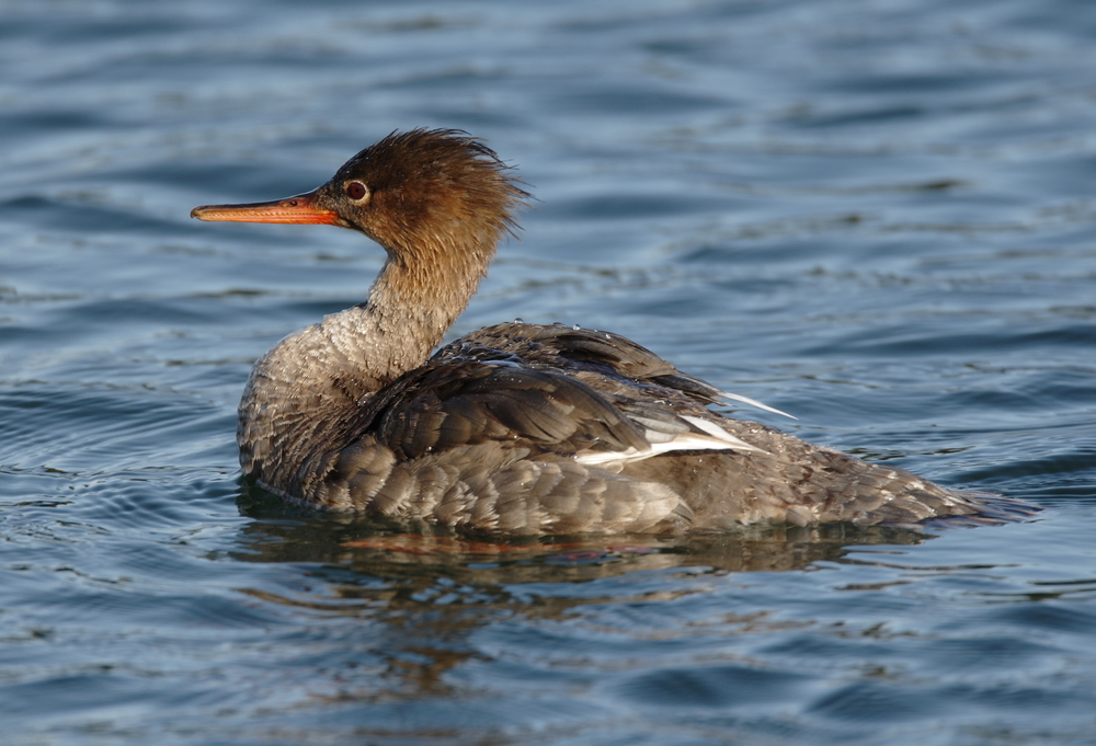 Isle Royale National Park
