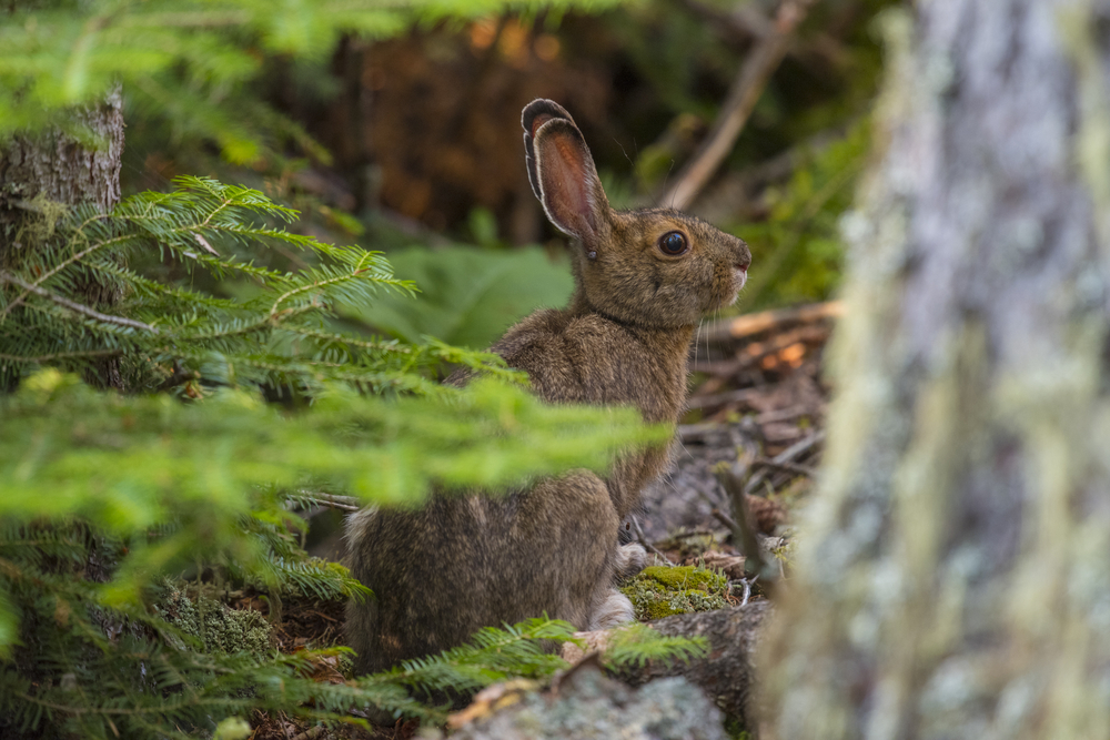 Isle Royale National Park