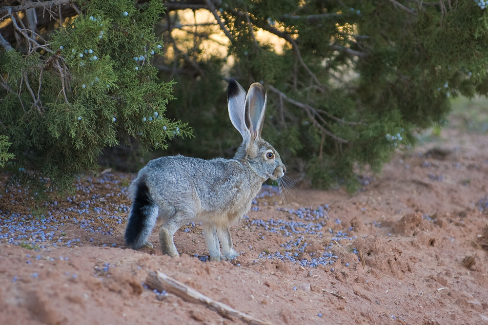 Capitol Reef National Park