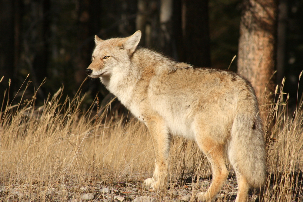 Jasper National Park