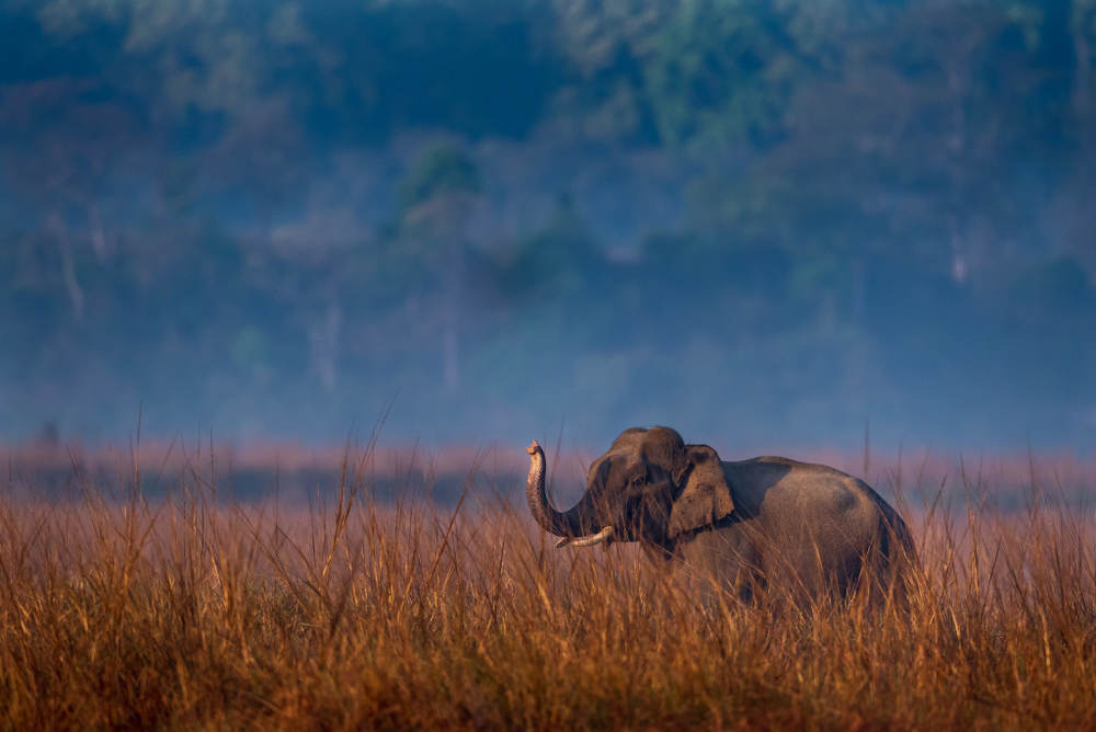 Jim Corbett National Park