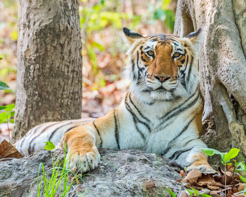 Jim Corbett National Park