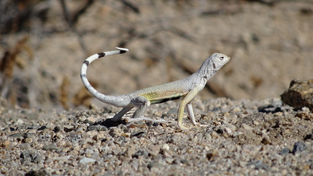 Joshua Tree National Park
