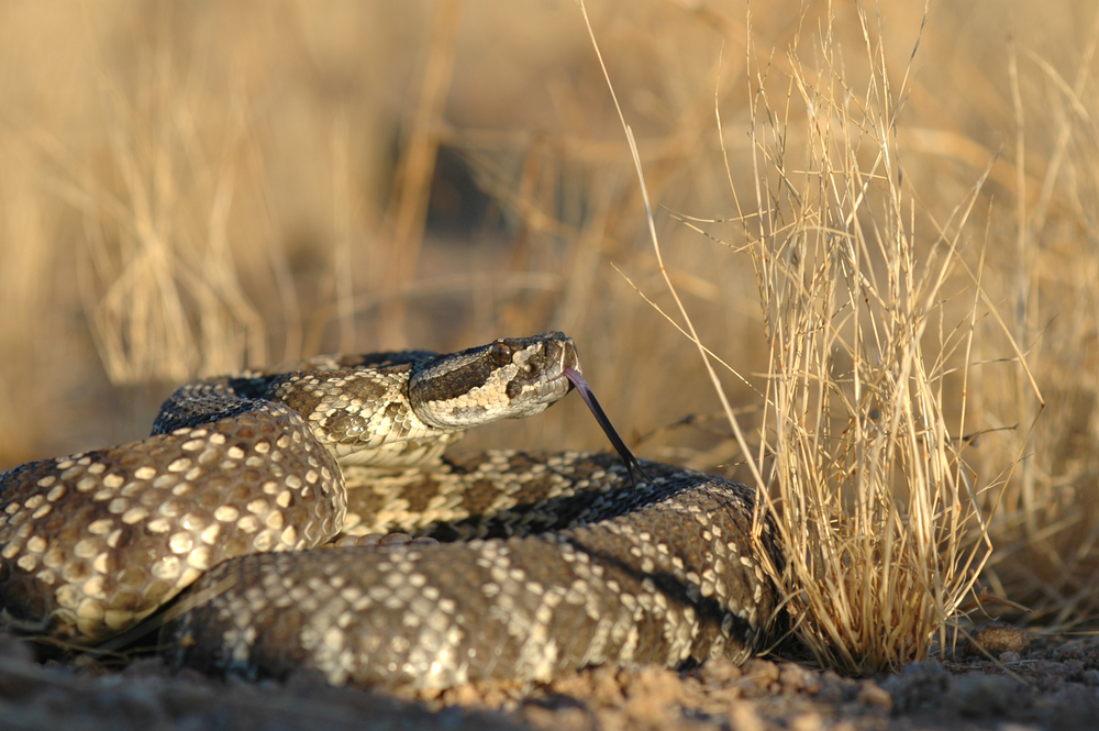 Joshua Tree National Park