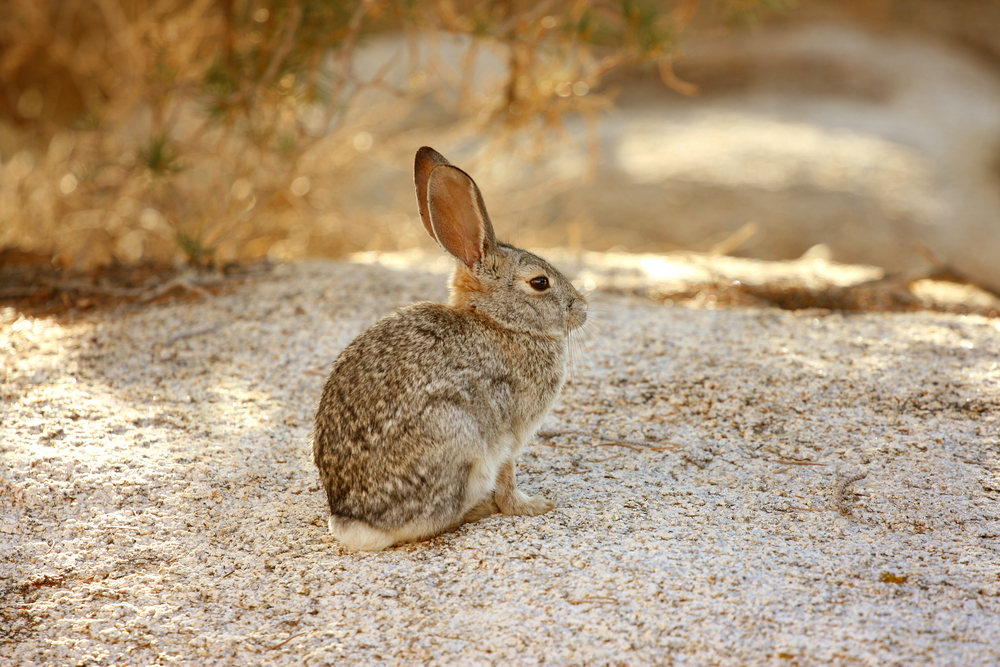 Joshua Tree National Park