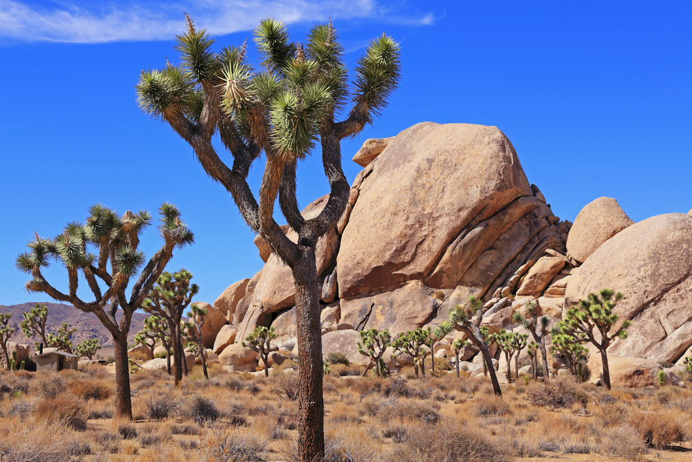 Joshua Tree National Park
