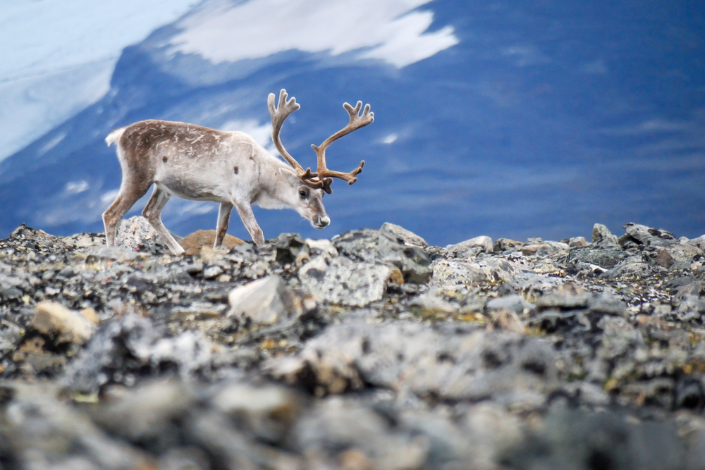 Jotunheimen National Park