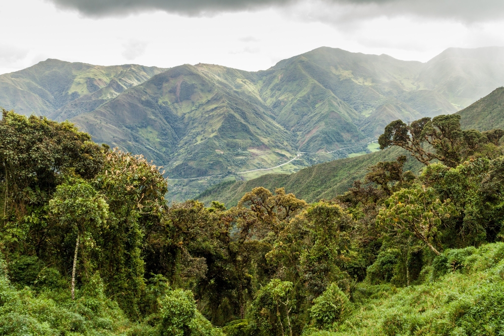 Podocarpus National Park
