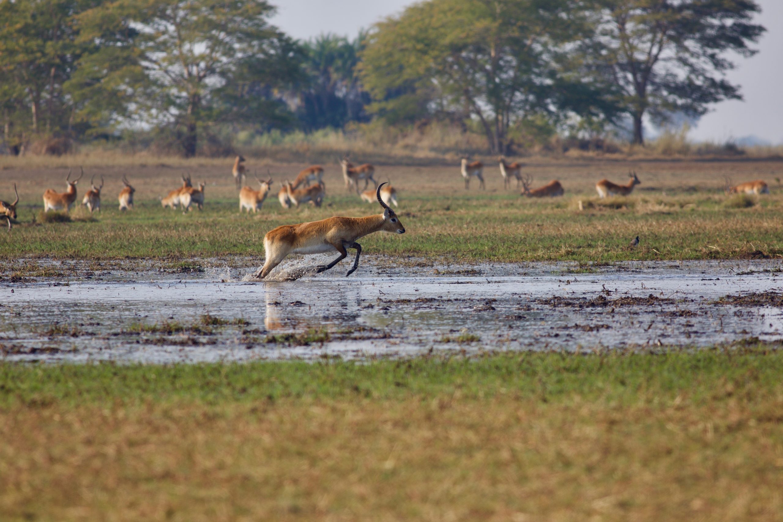 Kafue National Park