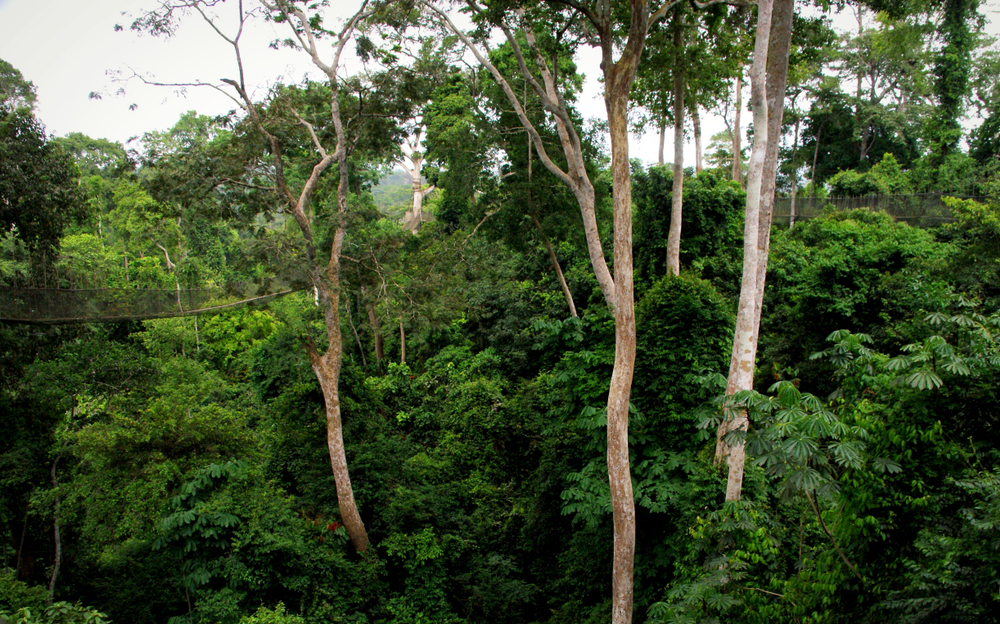 Kakum National Park