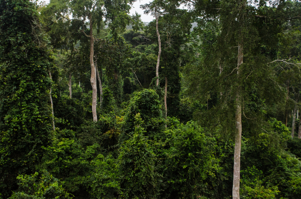 Kakum National Park
