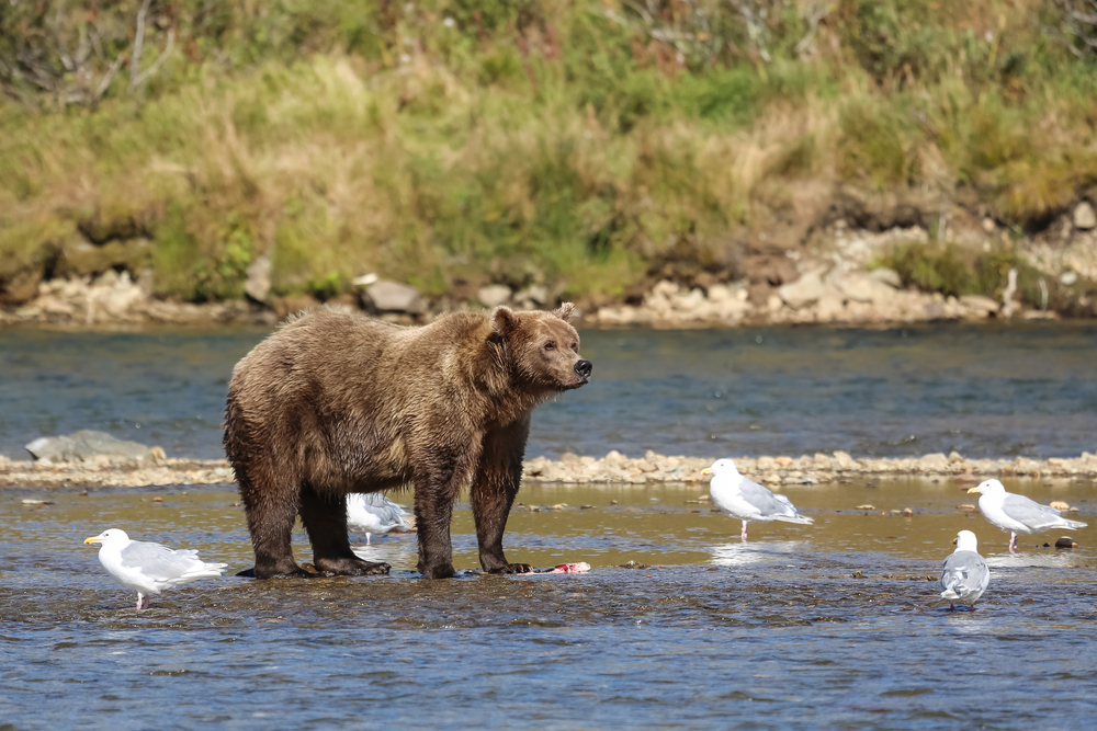 Katmai National Park