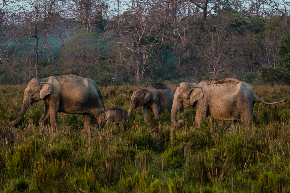 Kaziranga National Park