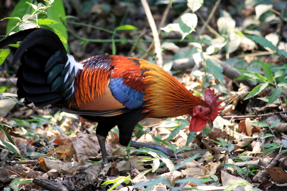Kaziranga National Park
