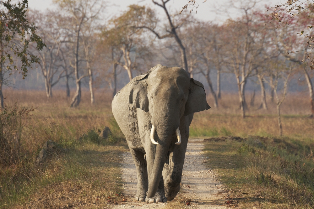 Kaziranga National Park