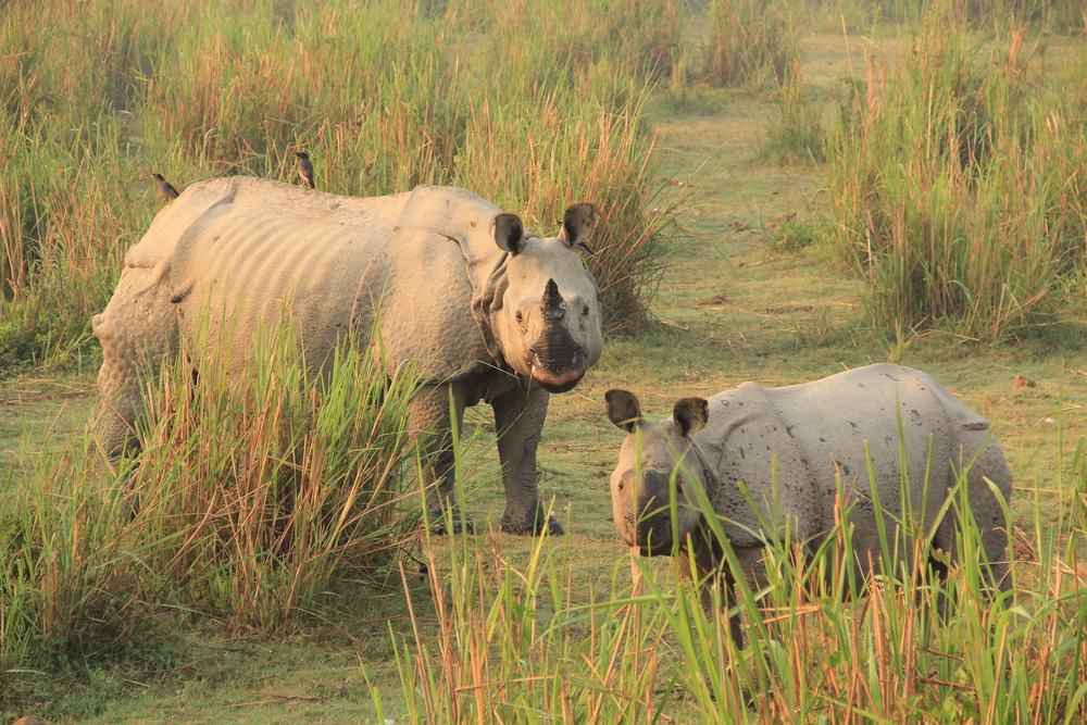 Kaziranga National Park
