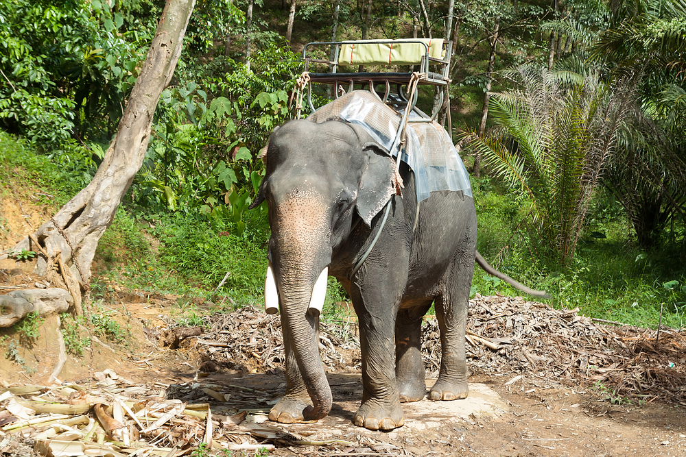 Khao Sok National Park
