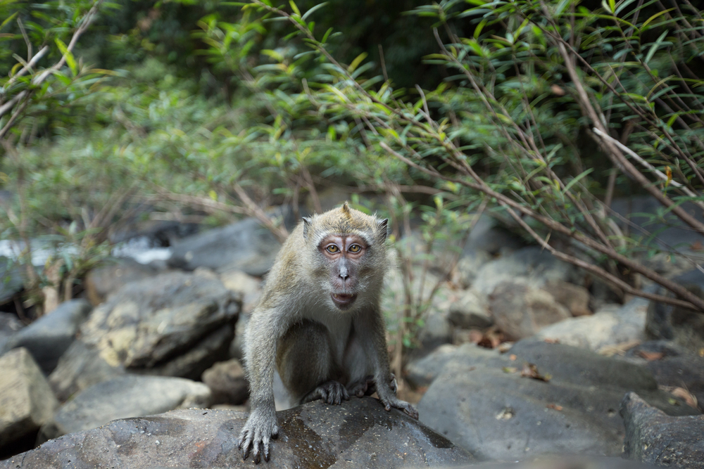 Khao Sok National Park