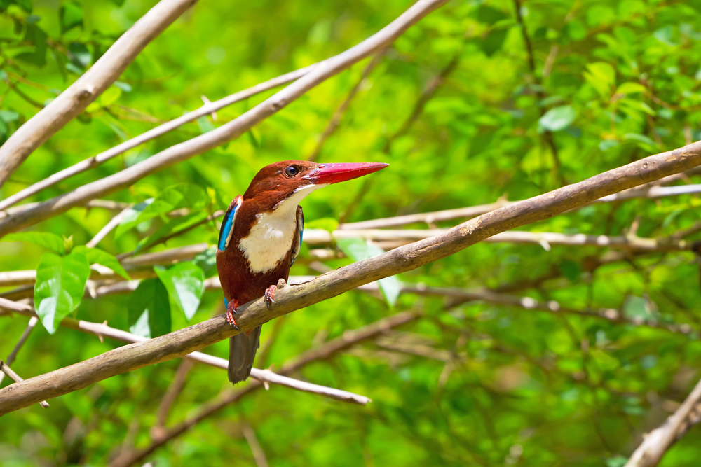 Khao Sok National Park
