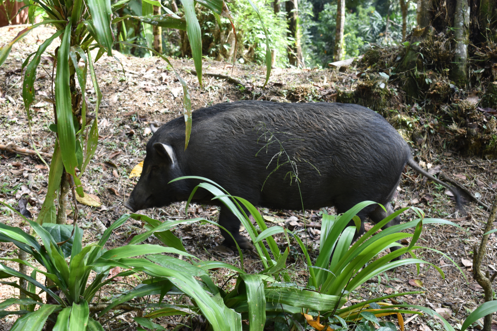 Khao Sok National Park