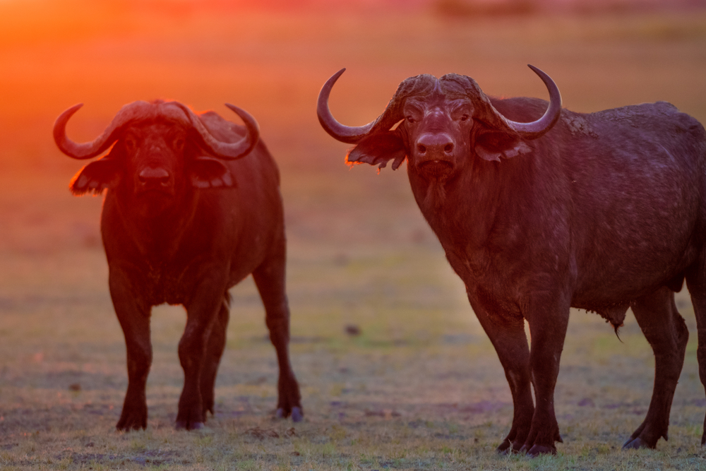 Khaudum National Park