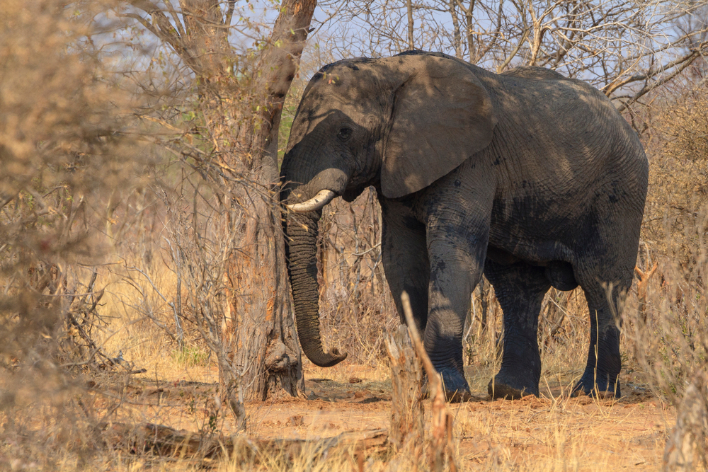 Khaudum National Park