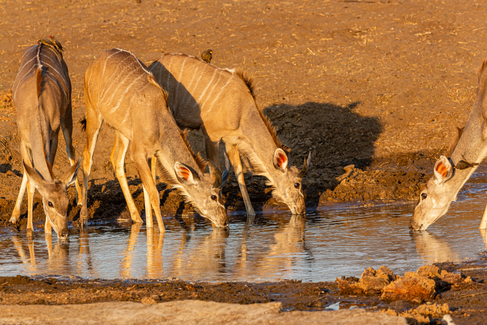 Khaudum National Park