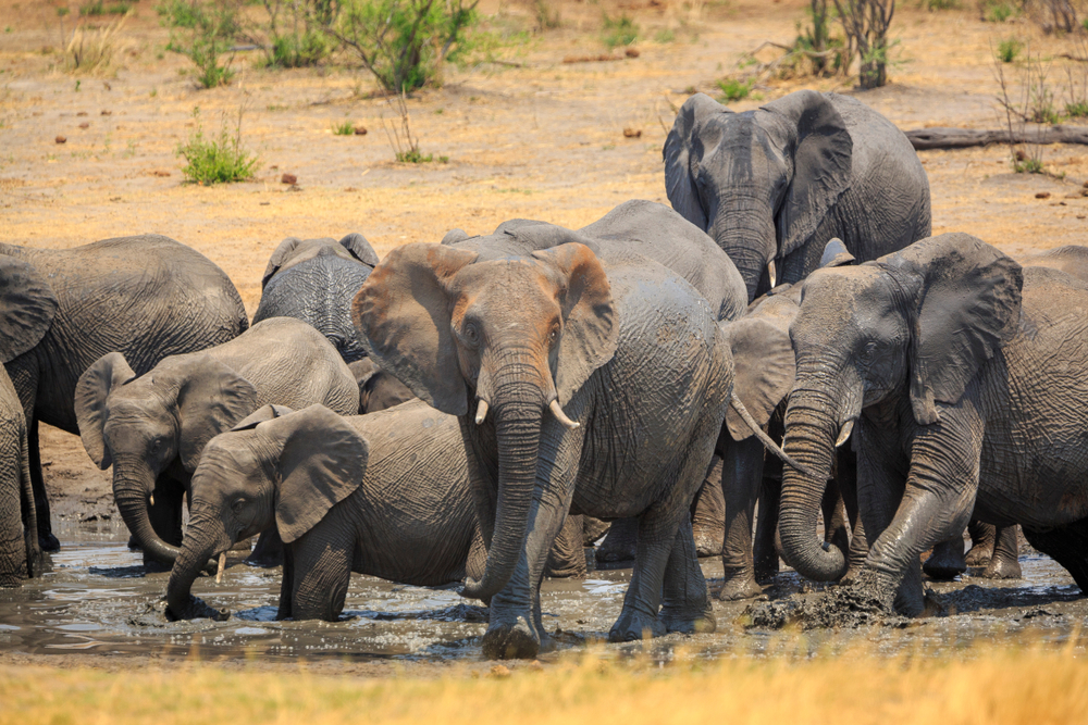 Khaudum National Park
