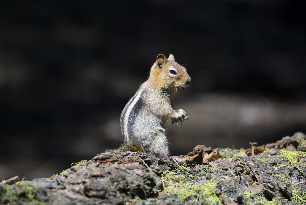 Kings Canyon National Park