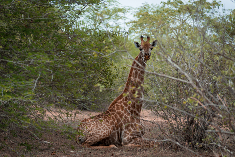 Kissama National Park