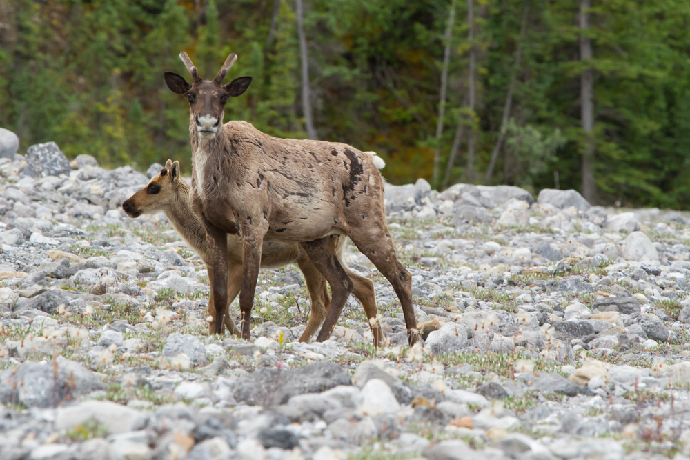 Kluane National Park
